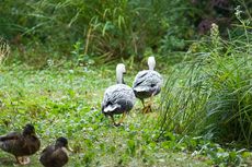 Kaisergans (8 von 8).jpg